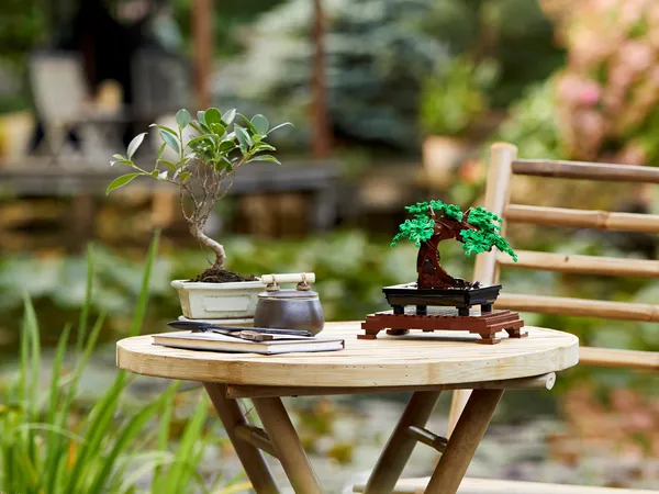 Bonsai Tree — 3