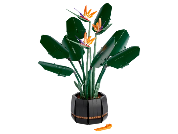 Bird of Paradise — 2