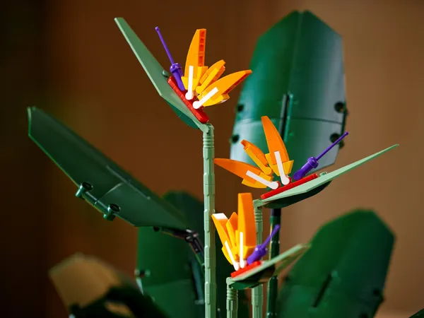 Bird of Paradise — 17