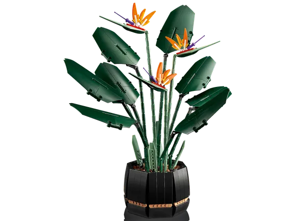 Bird of Paradise — 3