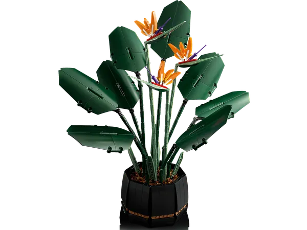 Bird of Paradise — 4
