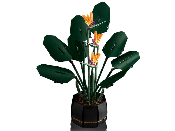 Bird of Paradise — 5
