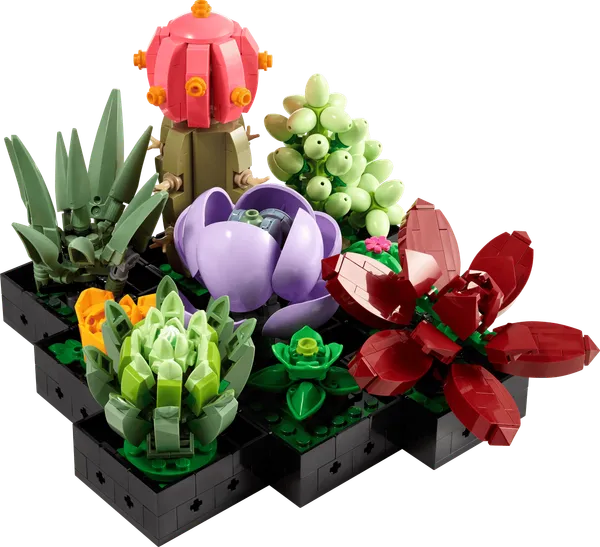 Succulents — 2