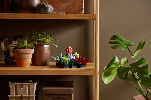 Succulents — 3