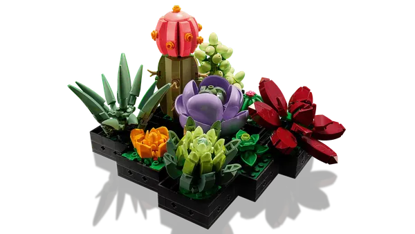 Succulents — 5