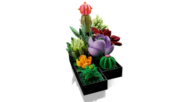 Succulents — 6