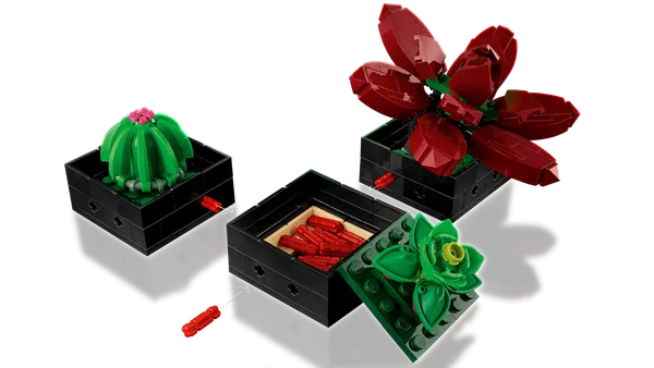 Succulents — 8