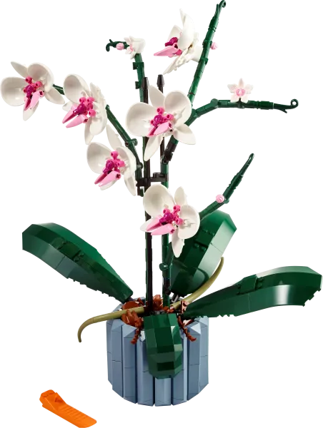 Orchid — 2