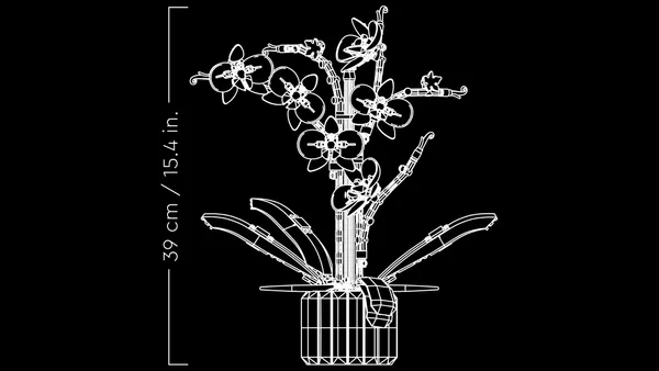 Orchid — 10