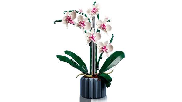 Orchid — 5