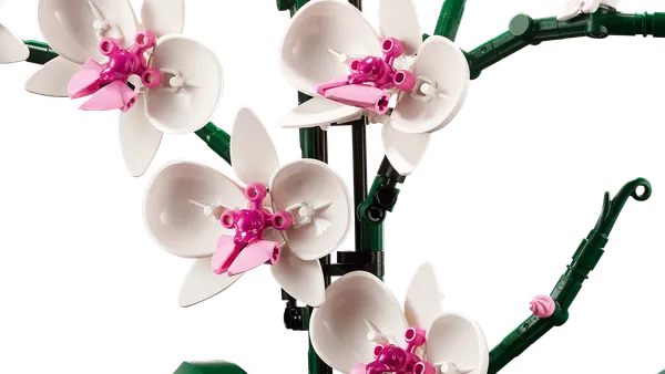 Orchid — 6