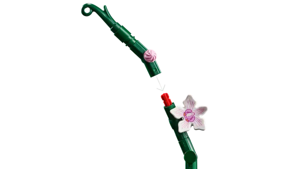 Orchid — 7