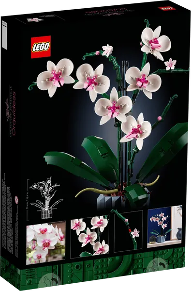 Orchid — 8