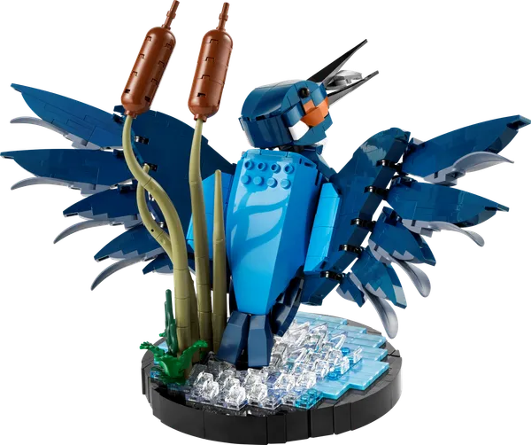 Kingfisher Bird — 2