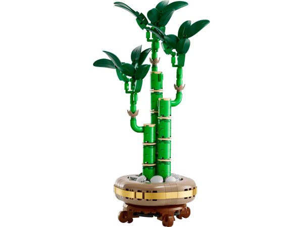 Lucky Bamboo — 2