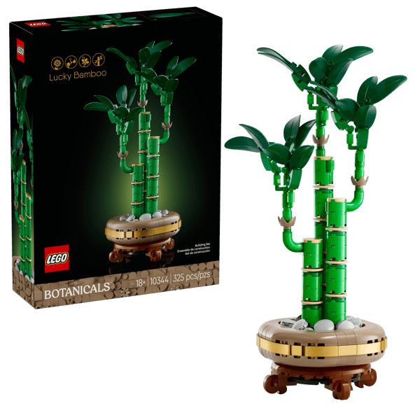 Lucky Bamboo — 1