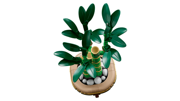 Lucky Bamboo — 4