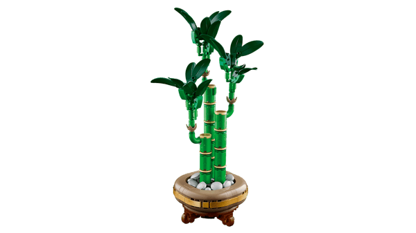 Lucky Bamboo — 6