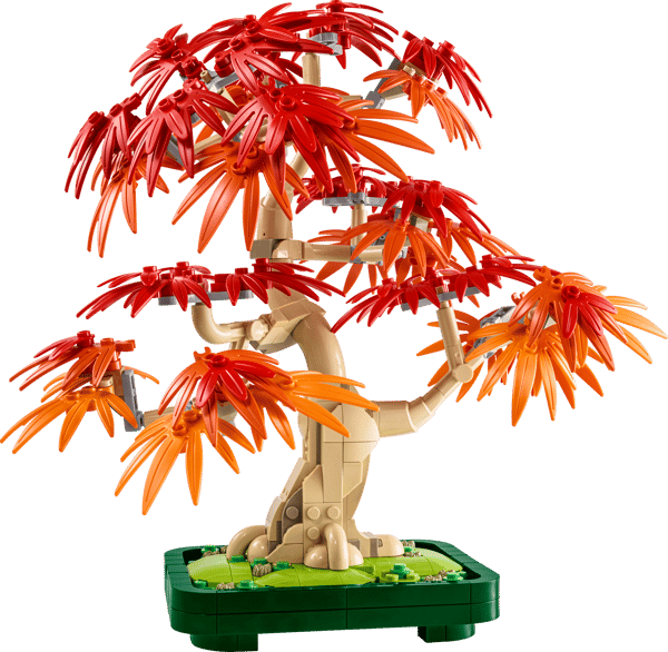 Japanese Red Maple Bonsai Tree — 2