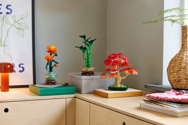 Japanese Red Maple Bonsai Tree — 12