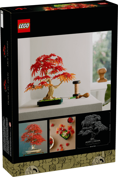 Japanese Red Maple Bonsai Tree — 13