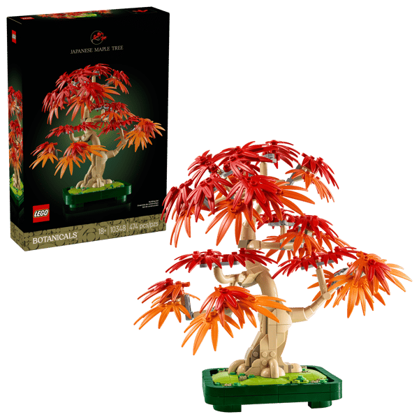 Japanese Red Maple Bonsai Tree