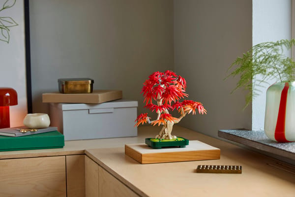 Japanese Red Maple Bonsai Tree — 3
