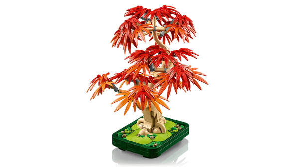 Japanese Red Maple Bonsai Tree — 4
