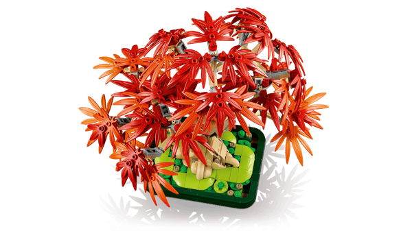 Japanese Red Maple Bonsai Tree — 5