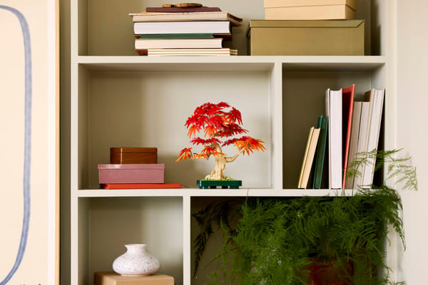 Japanese Red Maple Bonsai Tree — 6