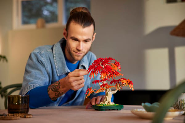 Japanese Red Maple Bonsai Tree — 7