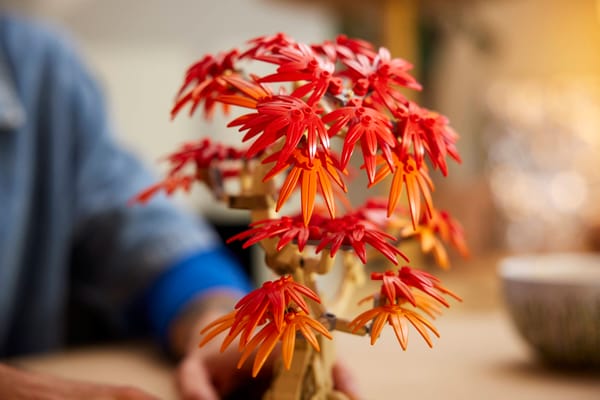 Japanese Red Maple Bonsai Tree — 8