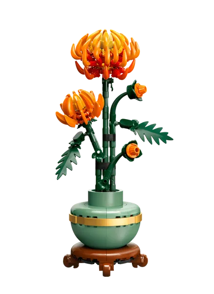 Chrysanthemum — 2