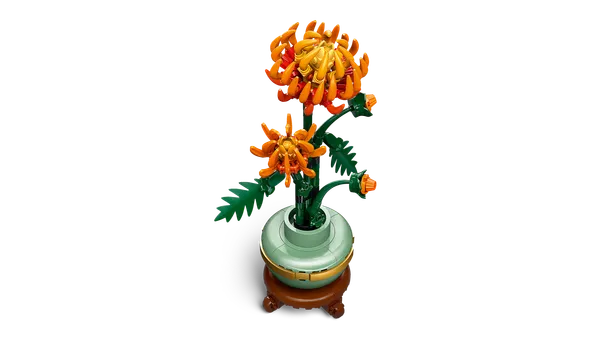 Chrysanthemum — 5