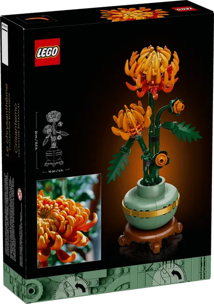 Chrysanthemum — 7