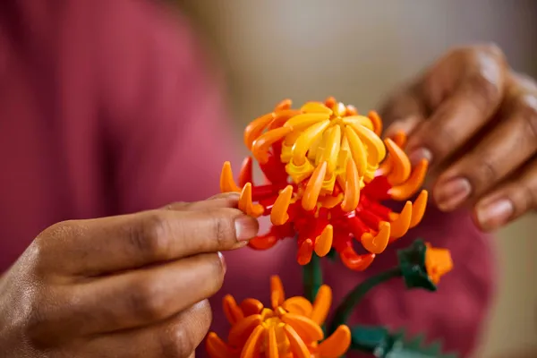 Chrysanthemum — 9
