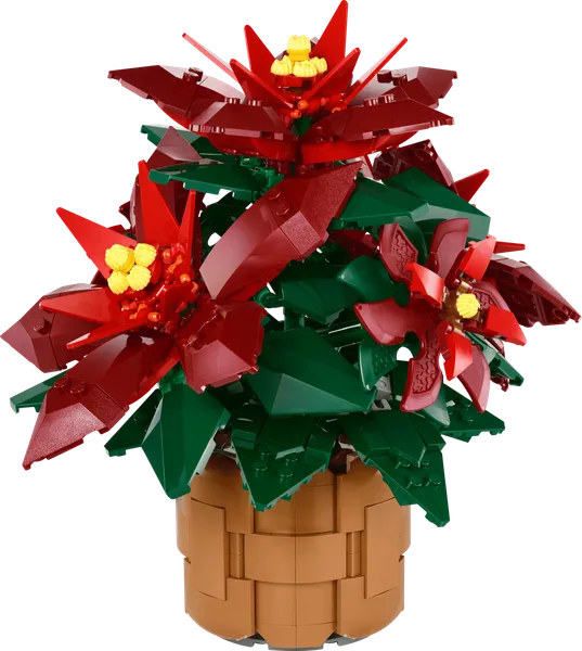 Poinsettia — 2