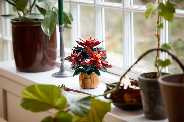 Poinsettia — 3