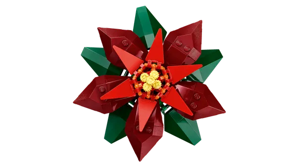 Poinsettia — 7
