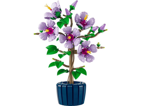 Hibiscus — 2