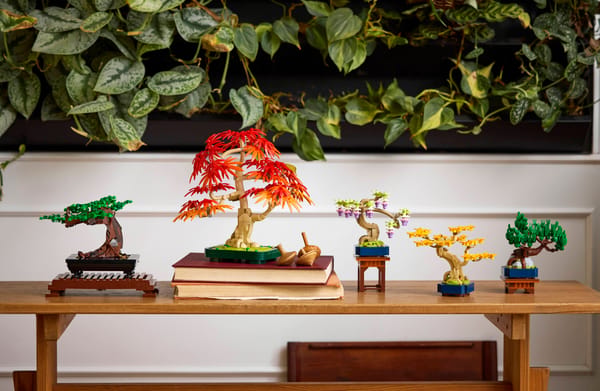 Mini Bonsai Trees — 14