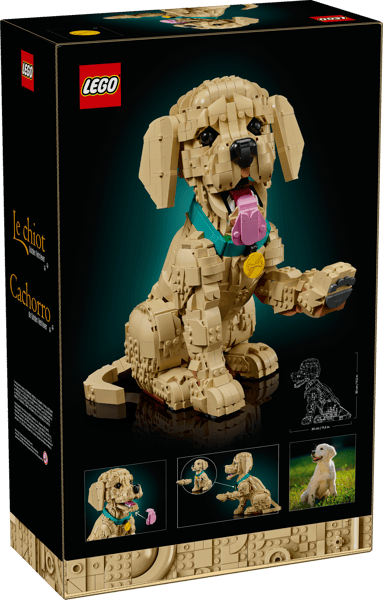 Golden Retriever Puppy — 18