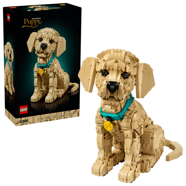 Golden Retriever Puppy