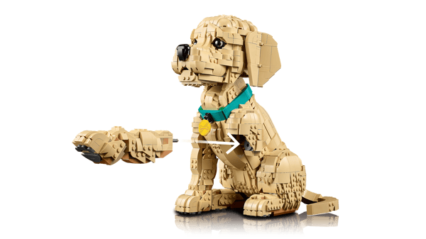 Golden Retriever Puppy — 6
