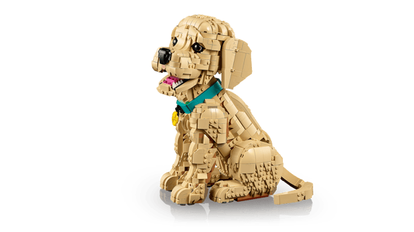 Golden Retriever Puppy — 7