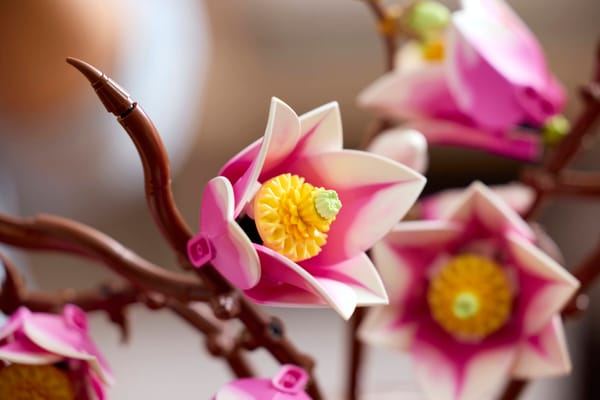 Magnolia Branches — 12