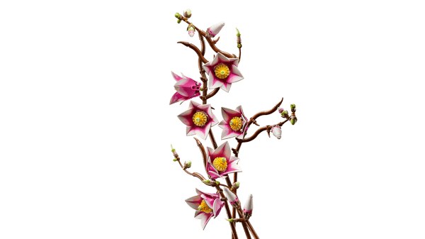 Magnolia Branches — 7