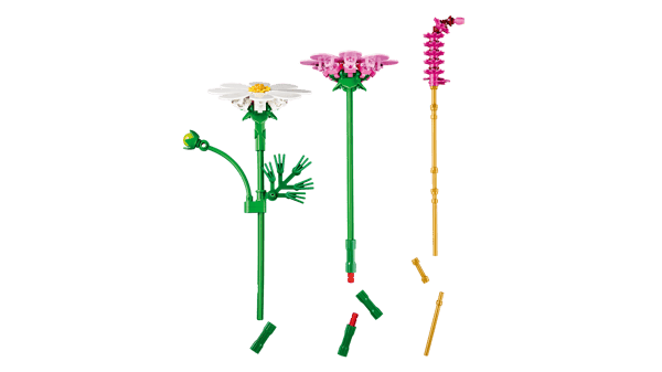 Cosmos Flowers — 5