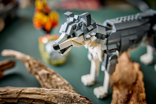 Forest Animals: Gray Wolf — 11
