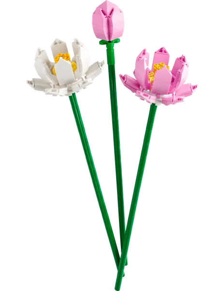 Lotus Flowers — 2